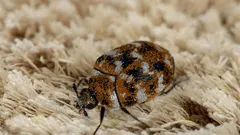 Jak szybko pozbyć się chrząszczy dywanowych i zapobiec ich ponownemu pojawieniu się