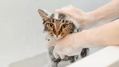 Jak wykąpać kota bez zadrapań i histerii: sprawdzona metoda