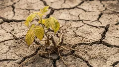 Maliny wiosną: trzy kroki przy sadzeniu, które decydują o starcie krzewów. Błąd – do zapamiętania