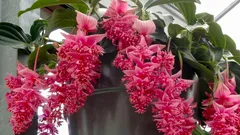 Efektowne, ale krótkotrwałe? Rośliny doniczkowe, które w mieszkaniu często marnieją — i jak je rozpoznać