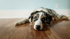 Jak zapewnić psu dobrą jakość życia w miarę starzenia się (bez zbędnych kłopotów)