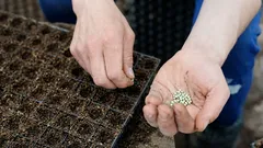 Najlepiej sadzić ten kwiat w kwietniu.