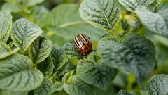 Chrząszcz kolorado: jak się go pozbyć bez użycia trucizn i dlaczego popiół z dęciem sprawia, że szkodniki opuszczają działkę