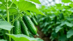 Stres ogórkowy: dlaczego przed sadzeniem należy hartować sadzonki ogórków lodem