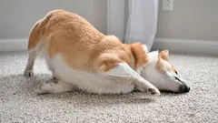 Dlaczego pies ociera pysk o trawę lub dywan? Kiedy to nawyk, a kiedy sygnał dyskomfortu