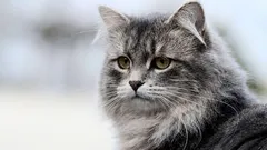 8 ciekawych ras kotów, które raczej nie nadają się dla początkujących