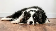 Czy pies czuje urazę do właściciela: jak się to objawia