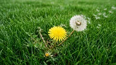 Jak pozbyć się chwastów, zanim opanują trawnik