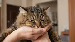 Dlaczego Twój kot nie wita Cię przy drzwiach – i co to może oznaczać.