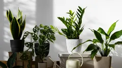 10 najbardziej wytrzymałych roślin doniczkowych: wybór dla zapominalskich i wiecznie zajętych