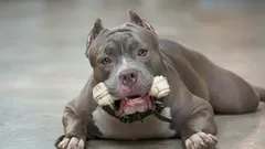 Wyglądają groźnie, ale w środku są urocze: 6 ras psów, które zaskakują swoim charakterem